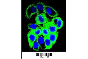 Confocal immunofluorescent analysis of GALNS Antibody with MCF-7 cell followed by Alexa Fluor 488-conjugated goat anti-rabbit lgG (green). (GALNS 抗体  (AA 236-263))