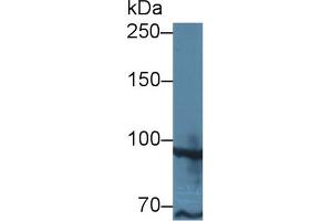 Western Blot; Sample: Human MCF7 cell lysate; Primary Ab: 1µg/ml Rabbit Anti-Human TAF2 Antibody Second Ab: 0. (TAF2 抗体  (AA 918-1199))