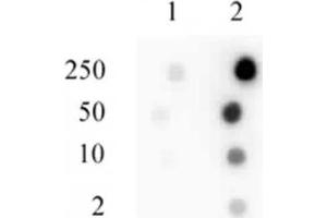 Sp1 phospho Ser101 antibody tested by dot blot analysis. (SP1 抗体  (pSer101))
