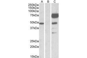 Western Blotting (WB) image for anti-Angiopoietin 1 (ANGPT1) (Internal Region) antibody (ABIN2464478) (Angiopoietin 1 抗体  (Internal Region))