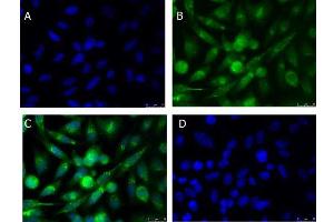 Immunofluorescence Microscopy of Rabbit anti-xCT antibody Immunofluorescence Microscopy of Rabbit anti-xCT antibody. (SLC7A11 抗体)