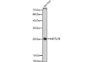Western blot analysis of extracts of Rat liver, using METTL7B antibody (ABIN6128288, ABIN6143779, ABIN6143781 and ABIN6223026) at 1:1000 dilution. (METTL7B 抗体  (AA 55-244))