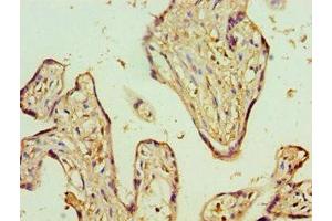 Immunohistochemistry of paraffin-embedded human placenta tissue using ABIN7143353 at dilution of 1:100 (ADSS 抗体  (AA 1-280))