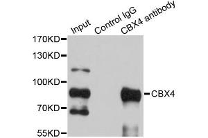 Immunoprecipitation analysis of 200ug extracts of HepG2 cells using 1ug CBX4 antibody. (CBX4 抗体)