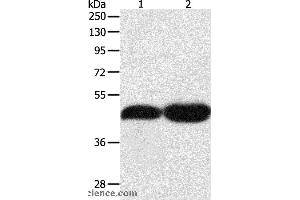 Western blot analysis of NIH/3T3 and Lncap cell, using TEKT1 Polyclonal Antibody at dilution of 1:500 (TEKT1 抗体)