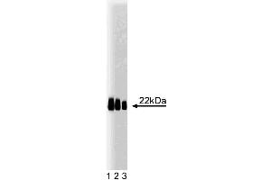 Western blot analysis of Caveolin 1. (Caveolin-1 抗体  (AA 1-178))