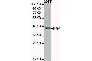 Western blot analysis of 293T cell lysate using FIGF antibody. (VEGFD 抗体  (AA 20-220))