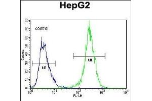 MRFL1 Antibody (Center) 1521c flow cytometric analysis of HepG2 cells (right histogram) compared to a negative control cell (left histogram). (MRFAP1L1 抗体  (AA 28-56))