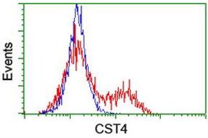 Image no. 2 for anti-Cystatin S (CST4) antibody (ABIN1497667) (CST4 抗体)