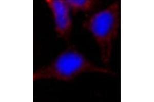 Image no. 2 for anti-Nanog Homeobox (NANOG) (AA 101-131), (Middle Region) antibody (ABIN357015) (Nanog 抗体  (Middle Region))