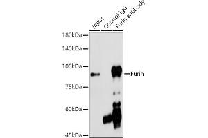 Immunoprecipitation (IP) image for anti-Furin (Paired Basic Amino Acid Cleaving Enzyme) (FURIN) (AA 120-370) antibody (ABIN6140815)
