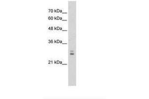 KCTD11 antibody  (AA 41-90)