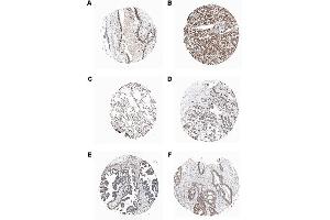 Immunohistochemical staining of endogenous human PIDD in different human tissues (paraffin sections) using MAb to PIDD (Anto-1) . (PIDD 抗体  (AA 776-910))