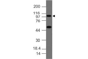 Image no. 1 for anti-Tumor Necrosis Factor, alpha-Induced Protein 3 (TNFAIP3) (C-Term) antibody (ABIN5027467) (TNFAIP3 抗体  (C-Term))