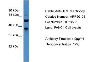 WB Suggested Anti-BEST3  Antibody Titration: 0. (Bestrophin 3 抗体  (C-Term))
