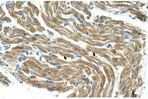 Human Muscle (HAL 抗体  (C-Term))