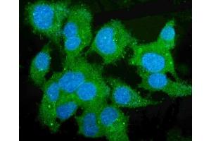 IF analysis of Liver Carboxylesterase 1/CES1 using anti-Liver Carboxylesterase 1/CES1 antibody (ABIN7602719).