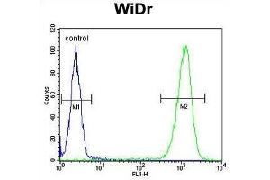 TSPAN33 Antibody (C-term) flow cytometric analysis of WiDr cells (right histogram) compared to a negative control cell (left histogram). (TSPAN33 抗体  (C-Term))