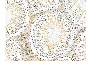 ABIN7094293 and ABIN7098340 at 1/100 staining Rat testis tissue by IHC-P. (HTRA1 抗体  (Internal Region))