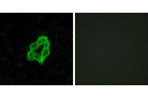 Peptide - +Immunofluorescence analysis of MCF-7 cells, using BAI1 antibody. (BAI1 抗体  (Internal Region))