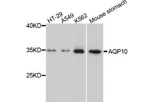Western blot analysis of extracts of various cell lines, using AQP10 antibody. (Aquaporin 10 抗体)