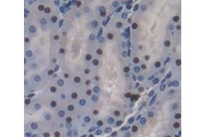 Used in DAB staining on fromalin fixed paraffin- embedded Kidney tissue (Oct-2 抗体  (AA 49-288))