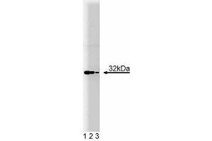 Western blot analysis of Heme Oxygenase 1 on SW13 lysate. (HMOX1 抗体  (AA 150-286))