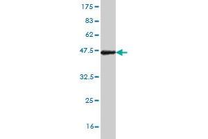 Western Blot detection against Immunogen (37.