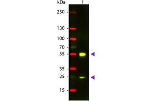 Image no. 1 for Donkey anti-Sheep IgG (Whole Molecule) antibody (Texas Red (TR)) (ABIN301491) (驴 anti-绵羊 IgG (Whole Molecule) Antibody (Texas Red (TR)))