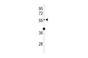 Western blot analysis of ATL3 Antibody (Center) (ABIN650914 and ABIN2839992) in mouse liver tissue lysates (35 μg/lane). (ATL3 抗体  (AA 217-245))