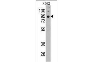 Western blot analysis of anti-CDH7 Pab in K562 cell line lysates (35ug/lane) (Cadherin 7 抗体  (N-Term))