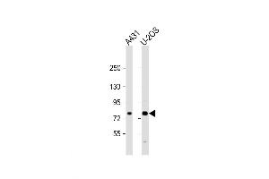 Western Blot at 1:2000 dilution Lane 1: A431 whole cell lysate Lane 2: U-2OS whole cell lysate Lysates/proteins at 20 ug per lane. (MAN1A2 抗体  (AA 342-373))