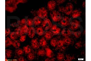 Immunofluorescence (IF) image for anti-CD33 (CD33) (AA 101-200) antibody (ABIN687607)