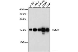Western blot analysis of extracts of various cell lines using H3F3B Polyclonal Antibody at dilution of 1:1000. (H3F3B 抗体)