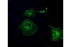 Anti-GBP2 mouse monoclonal antibody (ABIN2452670) immunofluorescent staining of COS7 cells transiently transfected by pCMV6-ENTRY GBP2 (RC209939). (GBP2 抗体)