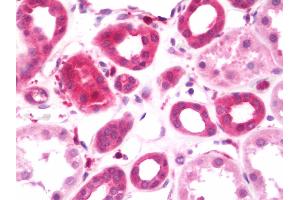 Anti-RIP-1 / KRR1 antibody IHC staining of human kidney. (KRR1 抗体  (AA 47-344))