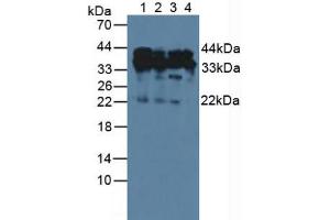 Western blot analysis of (1) Human HeLa cells, (2) Human A549 Cells, (3) Human Jurkat Cells and (4) Human 293T Cells.