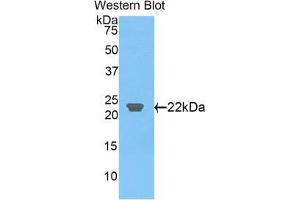 Western blot analysis of the recombinant protein. (CLEC3B 抗体  (AA 22-202))