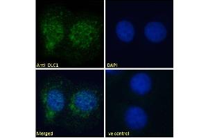 ABIN185264 Immunofluorescence analysis of paraformaldehyde fixed U2OS cells, permeabilized with 0. (DLC1 抗体  (N-Term))