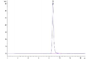 The purity of Mouse IgG2a Fc is greater than 95 % as determined by SEC-HPLC. (IgG2a Fc (AA 98-330) 蛋白)
