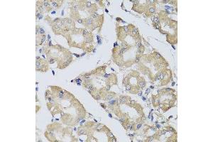 Immunohistochemistry of paraffin-embedded human stomach using BPGM antibody. (BPGM 抗体  (AA 1-259))