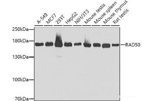 Western blot analysis of extracts of various cell lines using RAD50 Polyclonal Antibody at dilution of 1:1000. (RAD50 抗体)