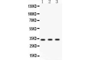 Anti- Cyclin D1 Picoband antibody, Western blottingAll lanes: Anti Cyclin D1  at 0. (Cyclin D1 抗体  (Middle Region))
