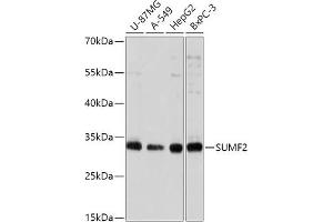 Western blot analysis of extracts of various cell lines, using SUMF2 antibody (ABIN7270627) at 1:1000 dilution. (SUMF2 抗体  (AA 45-320))