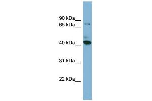 WB Suggested Anti-HERPUD2 Antibody Titration:  0. (HERPUD2 抗体  (N-Term))