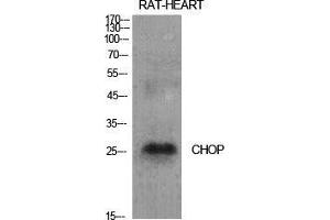 Western Blot (WB) analysis of specific cells using CHOP Polyclonal Antibody. (DDIT3 抗体  (Internal Region))