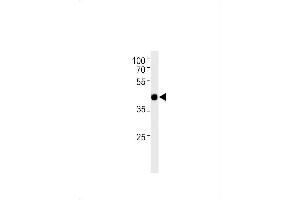 Western Blotting (WB) image for anti-Transcription Factor AP-2 delta (Activating Enhancer Binding Protein 2 Delta) (TFAP2D) (AA 308-335), (C-Term) antibody (ABIN1881518)