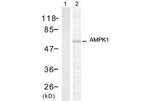 Western blot analysis of extracts from HT-29 cells, using AMPK1 (Ab-174) antibody (E021191, Lane 1 and 2). (PRKAA1 抗体)
