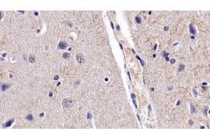 Detection of BDNF in Porcine Cerebrum Tissue using Monoclonal Antibody to Brain Derived Neurotrophic Factor (BDNF) (BDNF 抗体  (AA 20-252))