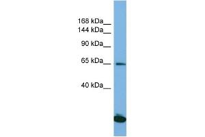 Host: Rabbit Target Name: SAP130 Sample Type: Jurkat Whole Cell lysates Antibody Dilution: 1. (SAP130 抗体  (C-Term))